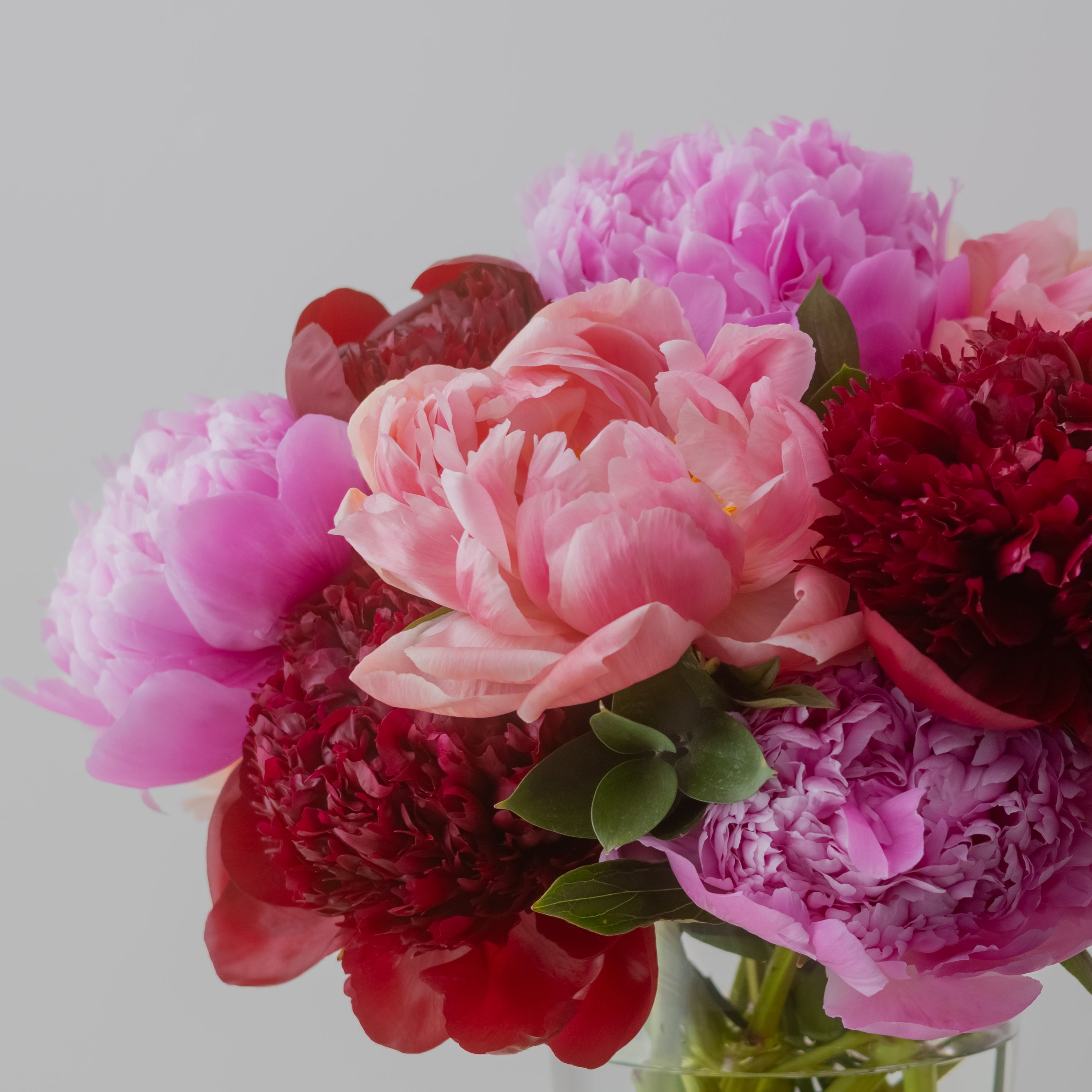High Season Peonies