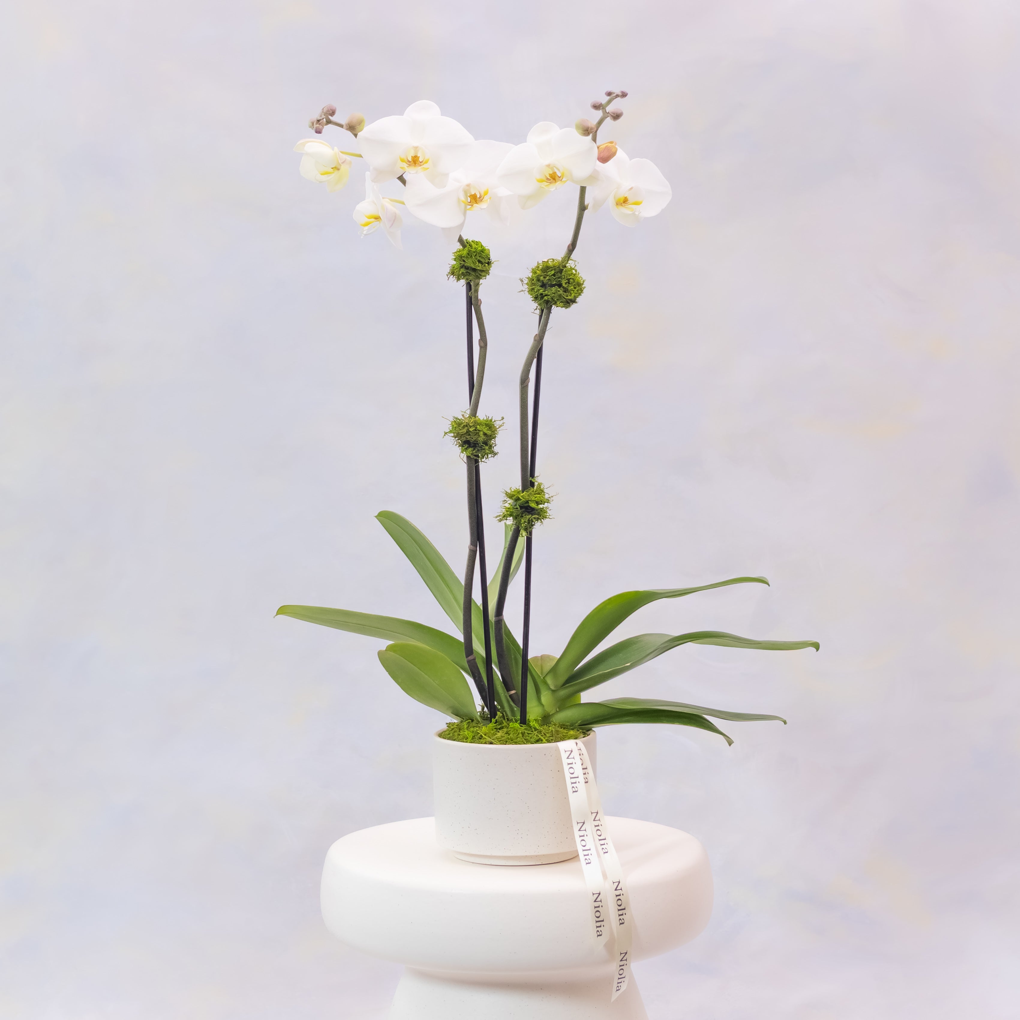 White orchid plant in a white pot on a light gray background