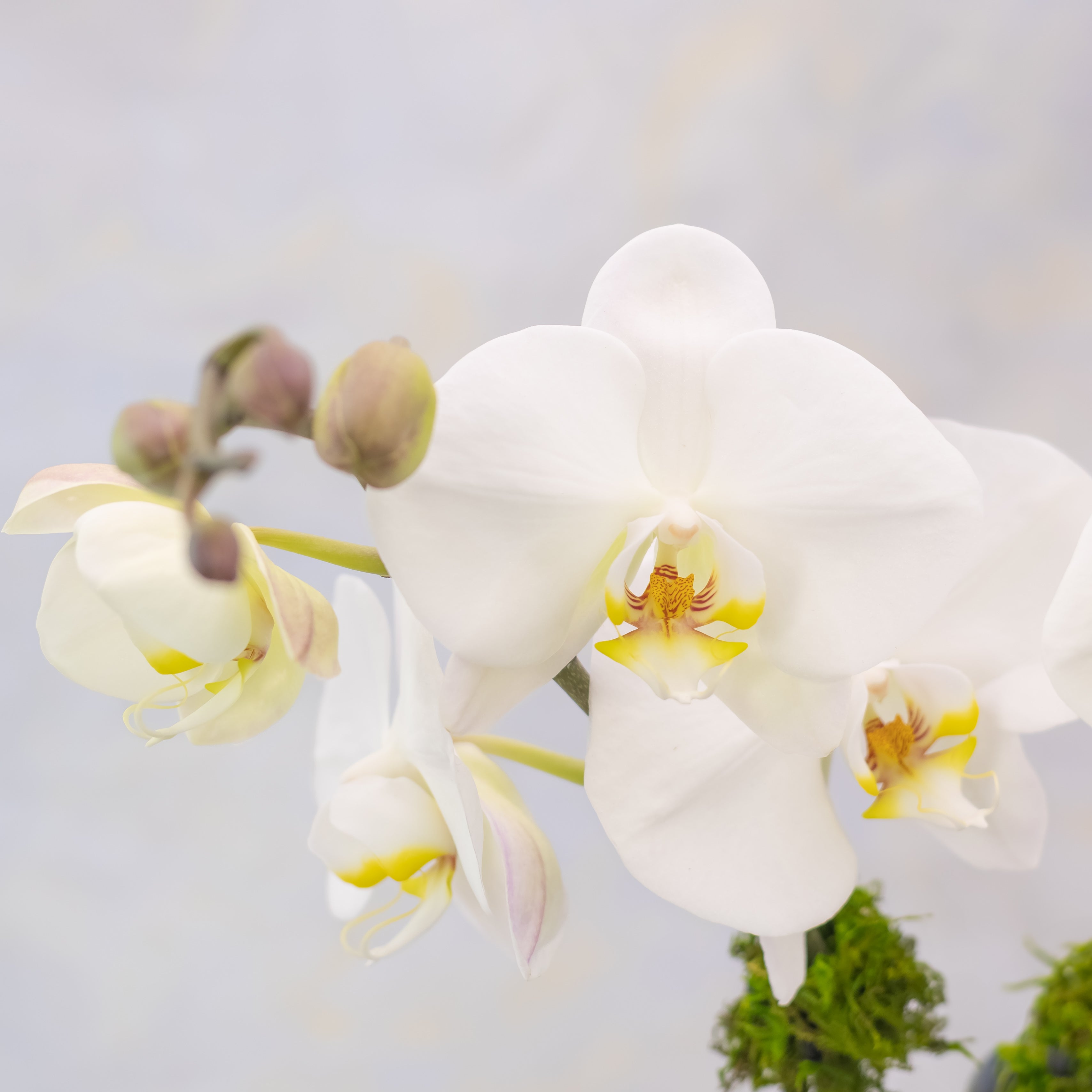 Close-up of a white orchid with a blurred background