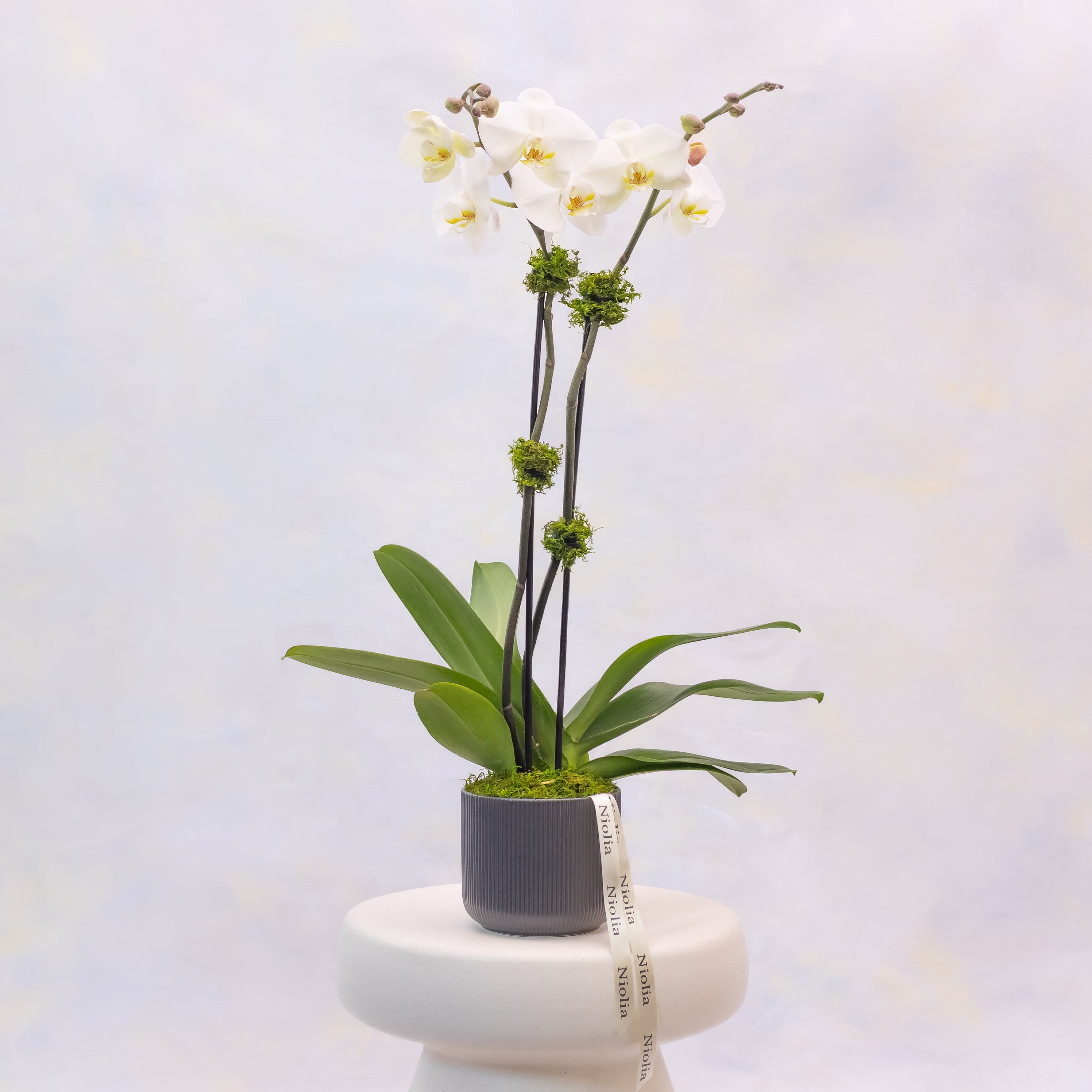 White orchid plant in a gray pot on a white pedestal with a light blue background